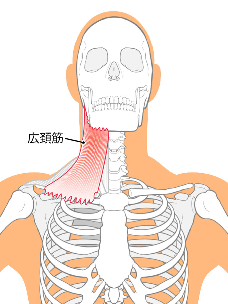 広頚筋イラスト